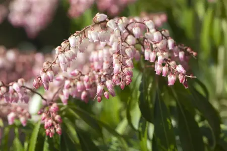 Pieris japonica(taiwanensis) - P13 - image 4