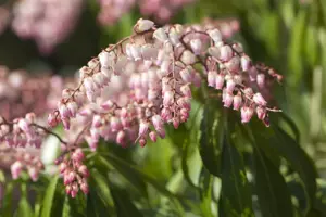 Pieris japonica(taiwanensis) - P13 - image 4