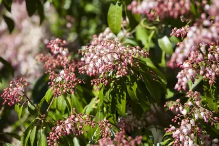 Pieris japonica(taiwanensis) - P13 - image 5