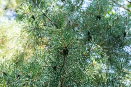 Pinus cembra - 30-40 CM RB - image 3