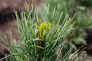Pinus cembra