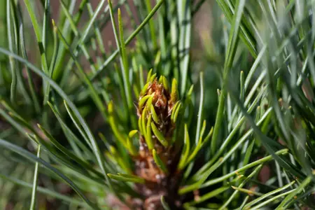 Pinus cembra - 10-15 CM C2 - image 2