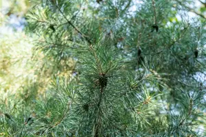 Pinus cembra - 10-15 CM C2 - image 3