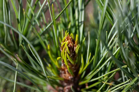 Pinus cembra - 50-60 CM C10 - image 2