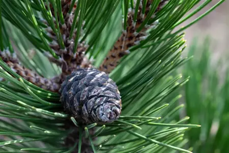 Pinus cembra 'Compacta Glauca' - 40-50 CM RB