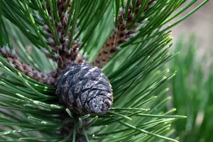 Pinus cembra 'Compacta Glauca' - 60-80 CM RB
