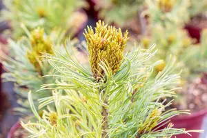 Pinus cembra 'Fastigiata'