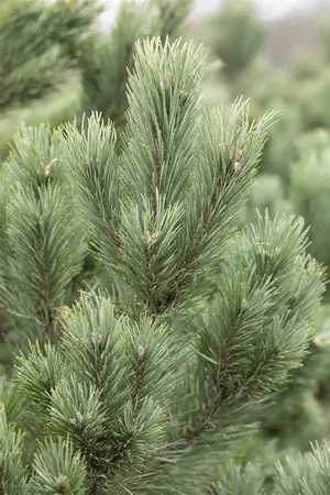 Pinus cembra 'Glauca' - 30-40 CM RB - image 1