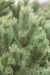 Pinus cembra 'Glauca'