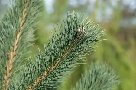 Pinus cembra 'Glauca' - 30-40 CM C5 - image 2