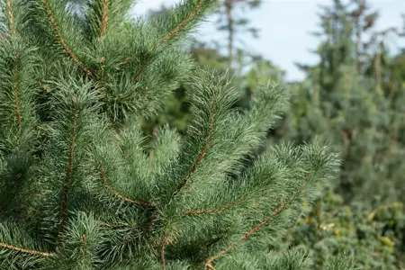 Pinus cembra 'Glauca' - 60-80 CM RB - image 3