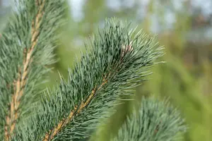 Pinus cembra 'Glauca' - 15-20 CM C3 - image 2