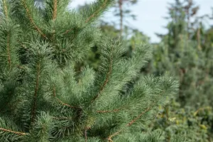 Pinus cembra 'Glauca' - 15-20 CM C3 - image 3