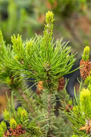 Pinus contorta - BONSAI 175-200 CM C500 - image 3