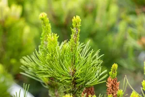 Pinus contorta - 200-250 CM RB - image 2