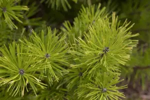 Pinus contorta - BONSAI 175-200 CM C500 - image 3