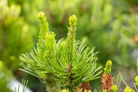 Pinus contorta - BONSAI 175-200 CM C500 - image 2