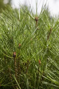 Pinus densiflora 'Alice Verkade'