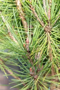 Pinus densiflora 'Alice Verkade' - 30-40 CM C4 - image 5
