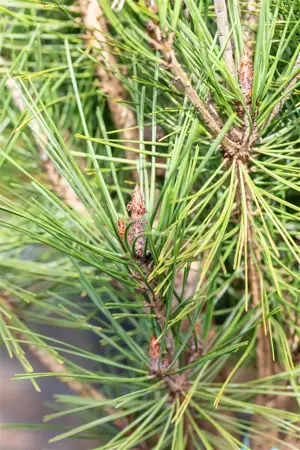 Pinus densiflora 'Alice Verkade' - 40-50 CM C7.5 - image 5
