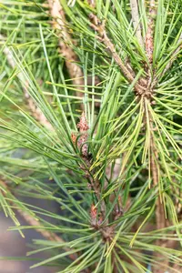 Pinus densiflora 'Alice Verkade' - 55 CM BALL D24 - image 4