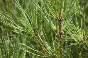 Pinus densiflora 'Alice Verkade' - 40-50 CM C7.5 - image 2