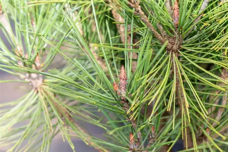 Pinus densiflora 'Alice Verkade' - 40-50 CM C7.5 - image 4