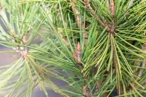 Pinus densiflora 'Alice Verkade' - 40-50 CM C7.5 - image 4