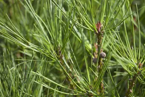 Pinus densiflora 'Alice Verkade' - 30-40 CM C7.5 - image 2