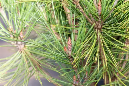 Pinus densiflora 'Alice Verkade' - 30-40 CM C7.5 - image 3