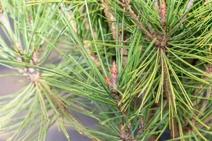 Pinus densiflora 'Alice Verkade' - 30-40 CM C7.5 - image 3