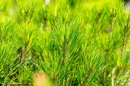 Pinus densiflora 'Alice Verkade' - 30-40 CM C7.5 - image 5