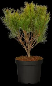 Pinus densiflora 'Alice Verkade' - 20-25 CM C5 - image 3