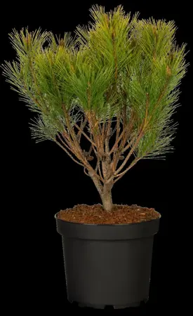 Pinus densiflora 'Alice Verkade' - 40-50 CM C7.5 - image 3