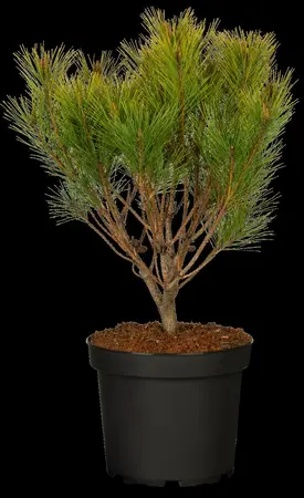 Pinus densiflora 'Alice Verkade' - 40-50 CM C18 - image 3
