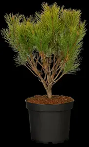 Pinus densiflora 'Alice Verkade' - 40-50 CM C18 - image 3