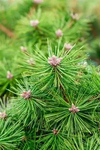 Pinus densiflora 'Jane Kluis'
