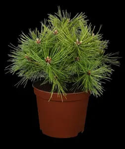 Pinus densiflora 'Jane Kluis'