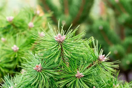 Pinus densiflora 'Jane Kluis' - 20-30 CM BR - image 2
