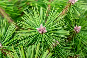 Pinus densiflora 'Jane Kluis' - 20-30 CM BR - image 3