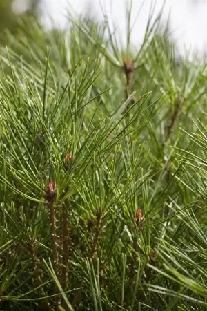 Pinus densiflora 'Umbraculifera' - 50-60 CM C7.5 - image 1