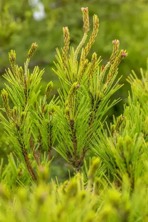 Pinus densiflora 'Umbraculifera' - 50-60 CM C7.5 - image 2