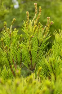 Pinus densiflora 'Umbraculifera' - 50-60 CM C7.5 - image 2