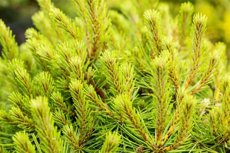 Pinus densiflora 'Umbraculifera' - 50-60 CM C7.5 - image 3