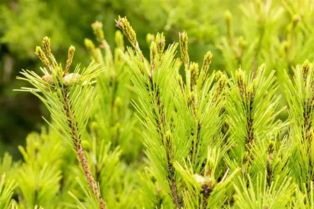 Pinus densiflora 'Umbraculifera' - 50-60 CM C7.5 - image 4