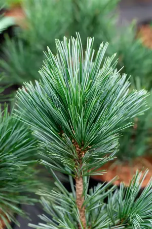 Pinus flexilis 'Vanderwolf's Pyramid' - 60-80 CM C7.5 - image 2