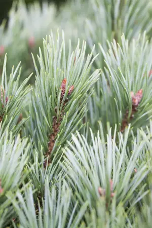 Pinus flexilis 'Vanderwolf's Pyramid' - 50-60 CM C7.5 - image 1