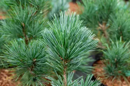 Pinus flexilis 'Vanderwolf's Pyramid' - 50-60 CM C7.5 - image 3