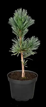 Pinus flexilis 'Vanderwolf's Pyramid' - 40-50 CM C5 - image 4