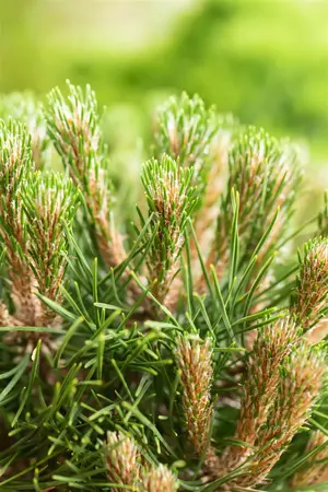 Pinus 'Gaelle Br?geon'(Bambino) - 40 CM STEM C25 - image 1